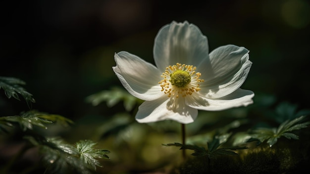 A white flower with a yellow center is surrounded by green plants.