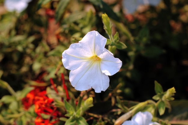 A white flower with a yellow center is surrounded by red flowers.