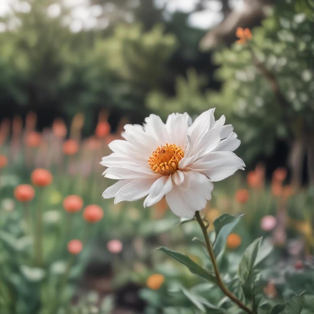 a white flower with a yellow center that says  daisy