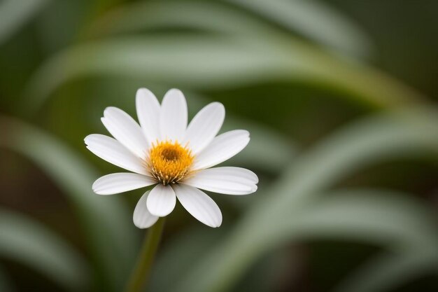 Photo a white flower with yellow center and a yellow center