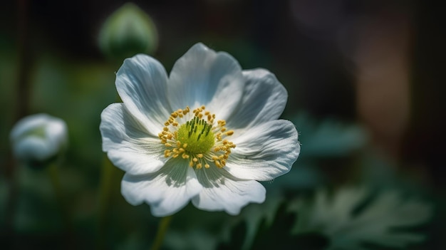 A white flower with a yellow center