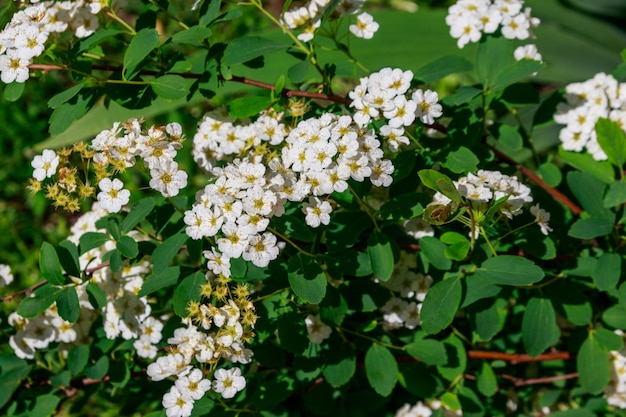 White flowering shrub Spirea aguta Brides wreath