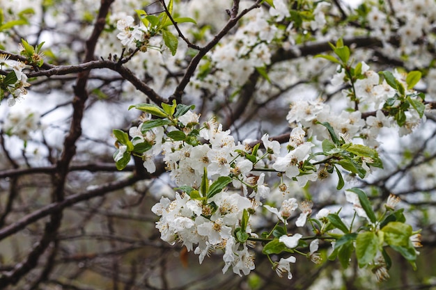 White flowers of an almond tree sweet prunus