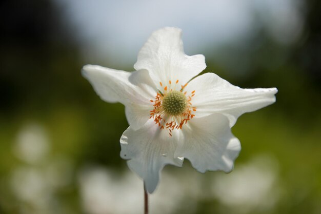 White flowers of anemone plant in a garden close up. White flower with yellow stamens on blurred background