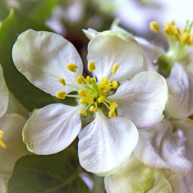 White flowers apple-tree spring