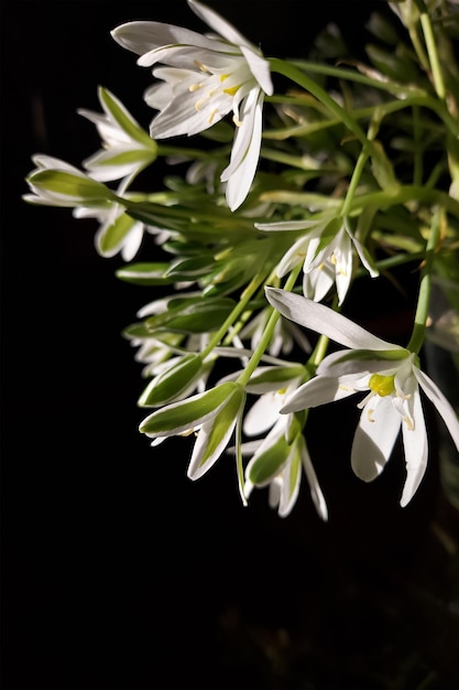 White flowers of the asterisk ornithogalum on black Star of Bethlehem grass lily nap at noon