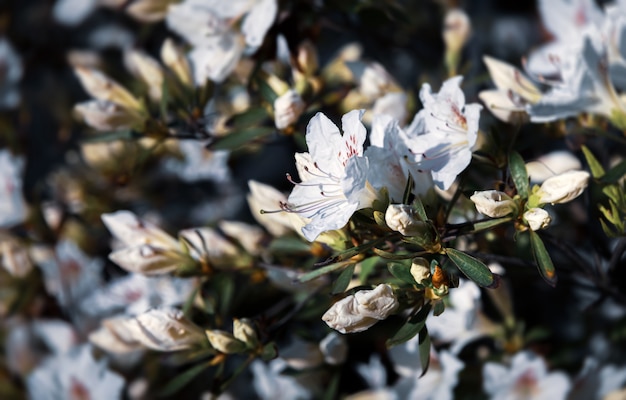 White flowers of azalea