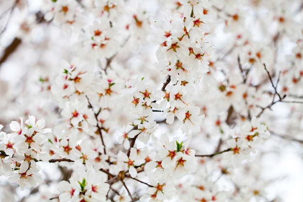 White flowers background.