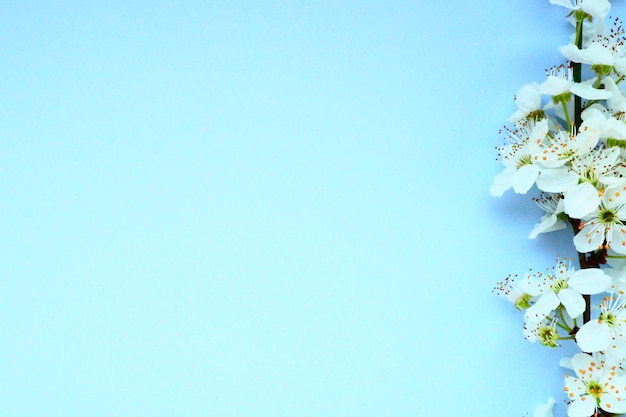 White flowers of bird cherry on a blue background Copy space for text Bright card for the holiday or invitation Spring time