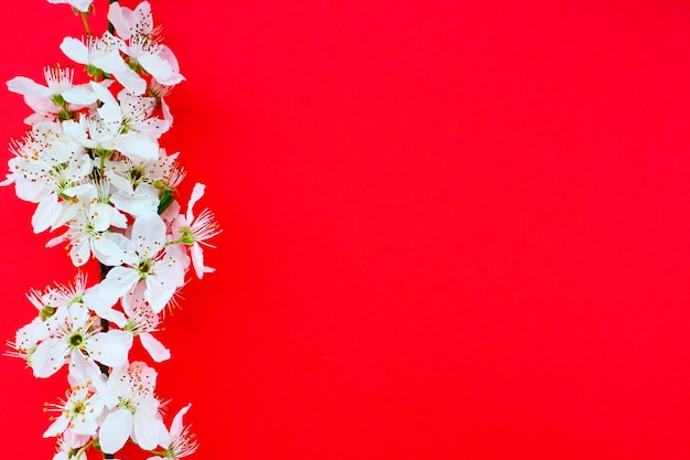 White flowers of bird cherry on a red background Copy space for text Bright card for the holiday or invitation Spring time