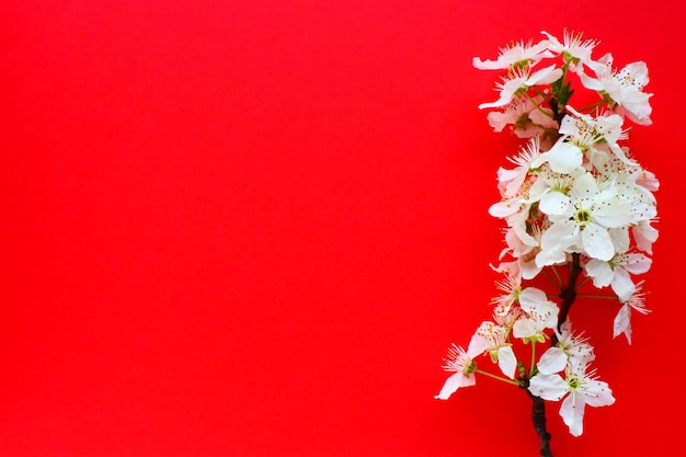 White flowers of bird cherry on a red background copy space for text bright card for the holiday or