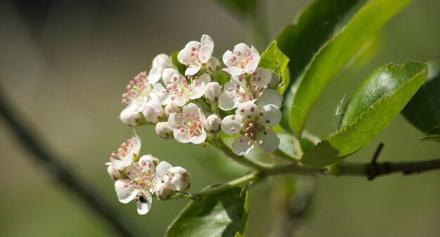 White flowers of black chokeberry flowering of aronia with green leaves in closeup