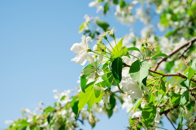 White flowers of a blooming apple tree a beautiful natural background