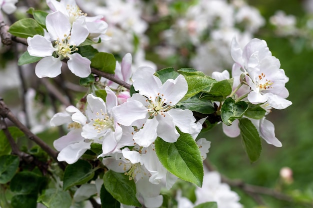 White flowers of a blooming apple tree on a spring day outdoors Beautiful flowering fruit trees Natural backgrounds