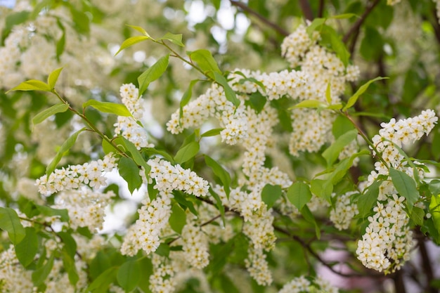 White flowers blooming bird cherry Bird Cherry Tree in Blossom Closeup of a Flowering Prunus padus Tree with White Little Blossoms Tree in Spring Springtime concept