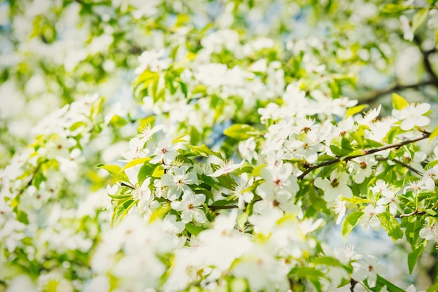 White flowers on a blossom cherry tree