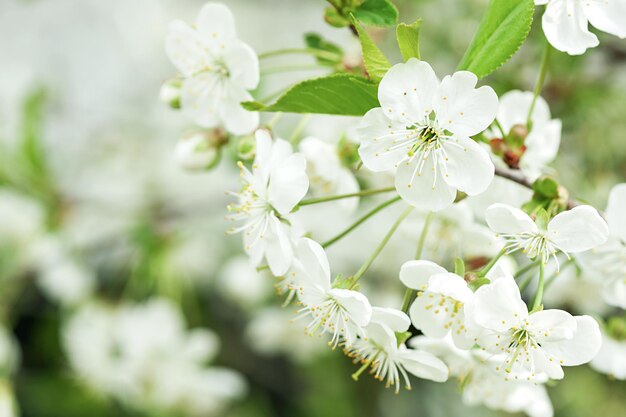 White flowers of a blossoming apple tree in spring closeup in nature outdoors