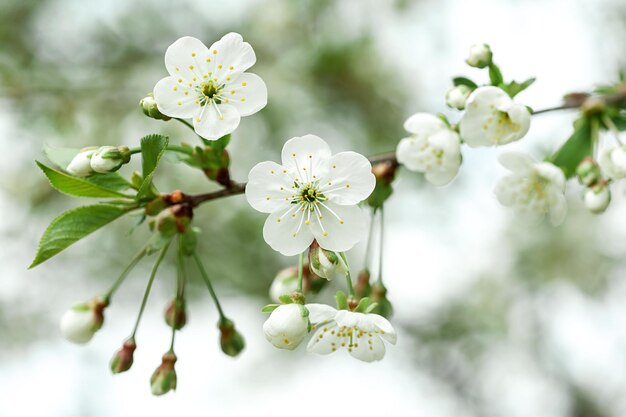 White flowers of blossoming apple tree in spring