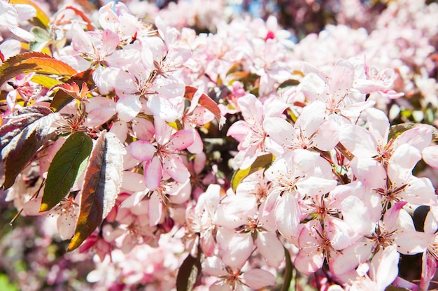 White flowers blossoming apple tree