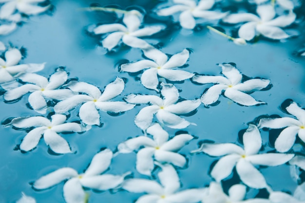 White flowers on blue water closeup