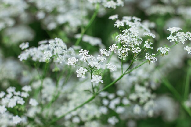 White flowers in blurred leaves texture background