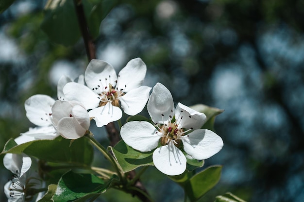 White flowers on a branch of tree Macro photo of spring