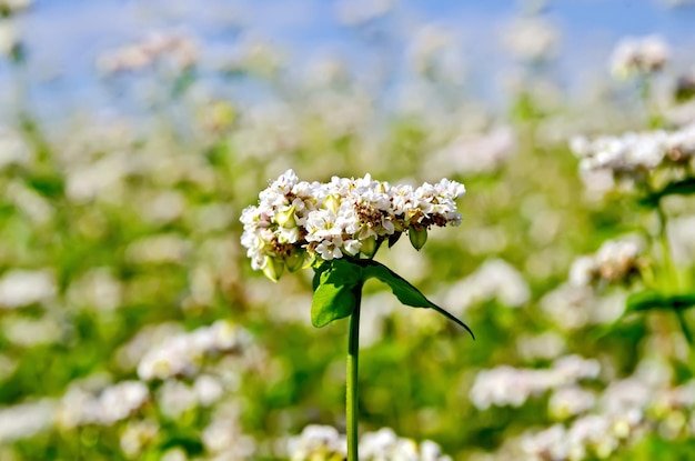 White flowers of buckwheat on the background of green leaves and blue sky