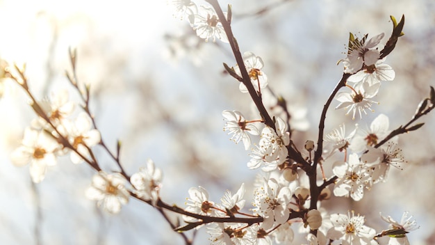 White flowers of cherry blossom on cherry tree close up Blossoming of white petals of cherry flower Bright floral scene with natural lighting Wallpaper background for greeting card Copy space