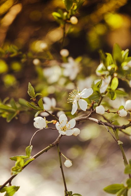 White flowers of cherry blossom on cherry tree close up Blossoming of white petals of cherry flower Bright floral scene with natural lighting Wallpaper background for greeting card Copy space