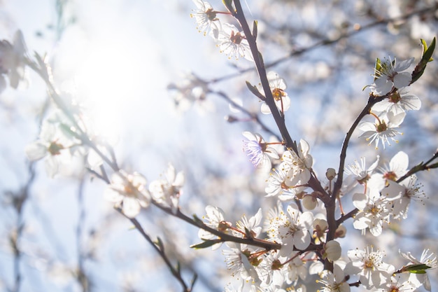 White flowers of cherry blossom on cherry tree close up Blossoming of white petals of cherry flower Bright floral scene with natural lighting Wallpaper background for greeting card Copy space