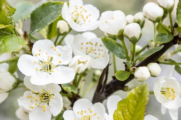 White flowers Cherry blossoms Landscape nature Gardening