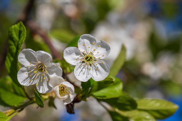 White flowers of the cherry blossoms on a spring day background Flowering fruit tree close up Nature concept