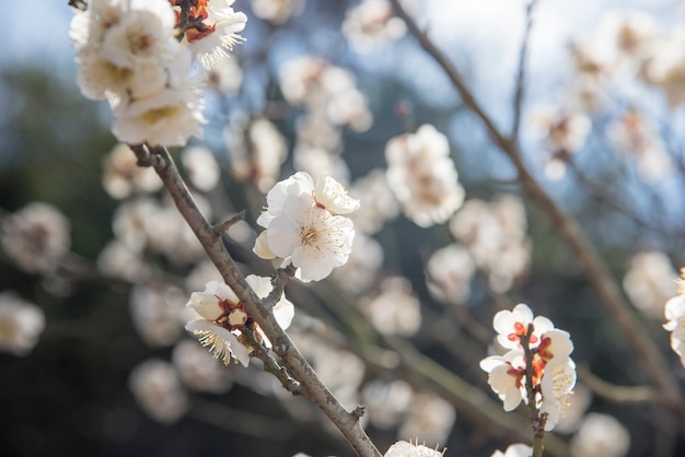 White Flowers of Cherry Plum tree, selective focus, japan flower