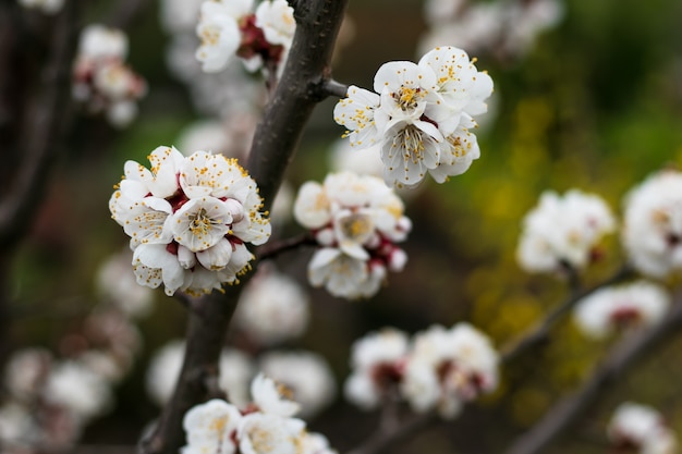 White flowers of cherry tree, springtime.