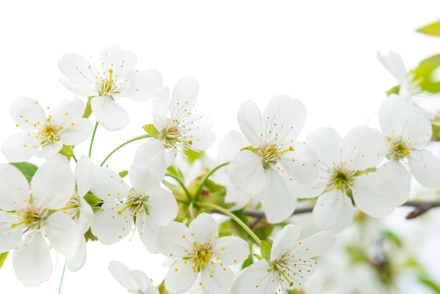 White flowers cherry with green leaves