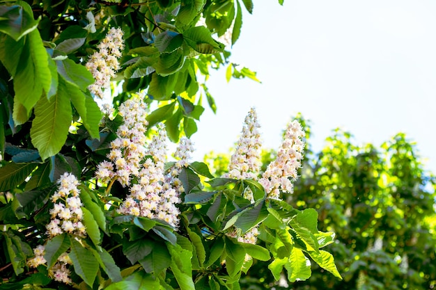 White flowers of chestnut in the open air. Copy space_