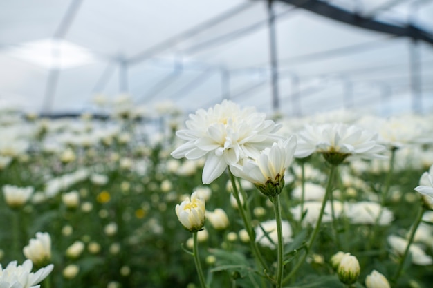 White flowers chrysanthemum in the garden Grown for sale and for visiting.