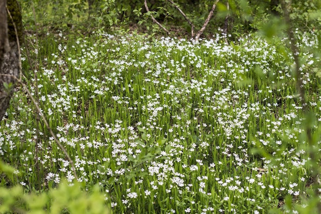 White flowers in the field