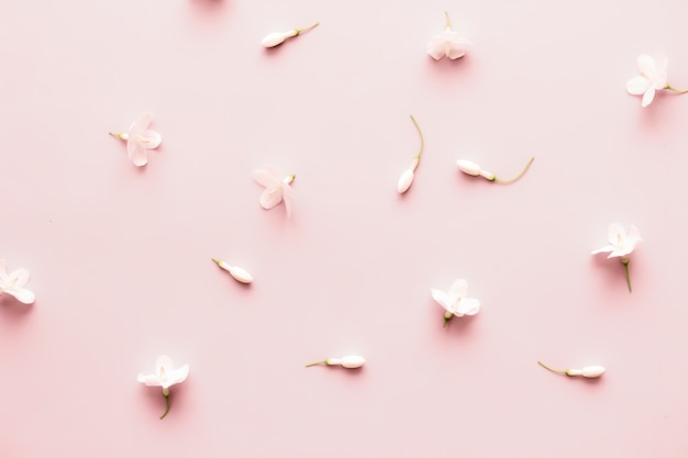 White flowers flatlay style soft pink pastel color.