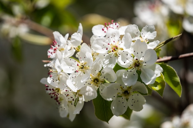 White flowers of a fragrant apple tree in the garden warm spring day and blooming