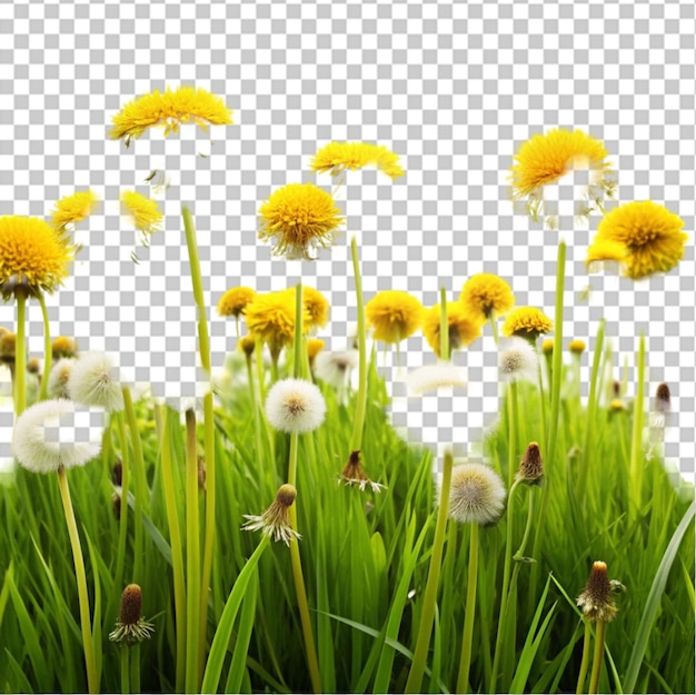 White flowers frame template on transparent background