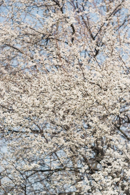 White flowers on fruit trees bloom in spring The bee collects nectar Cherry blossom Apple tree cherry Blossoming garden