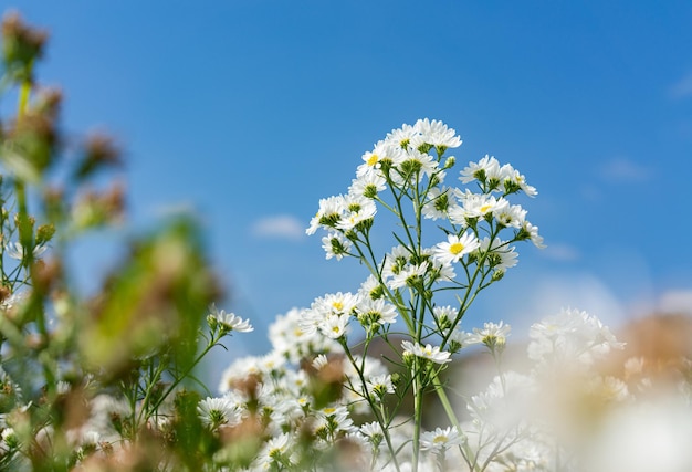 White flowers in garden on blue sky background