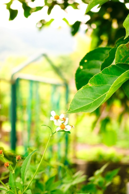 white flowers in the garden photography