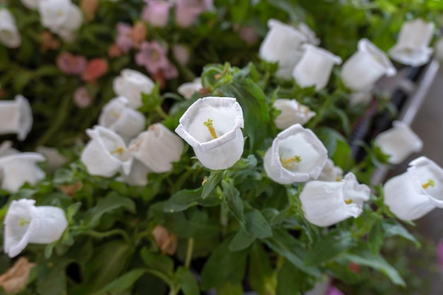 white flowers in the garden