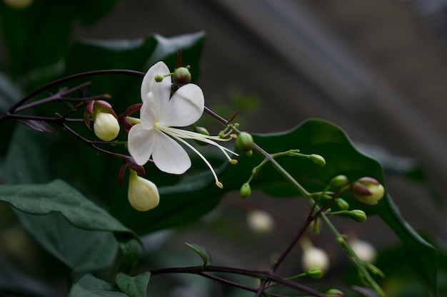 White flowers gracefully.