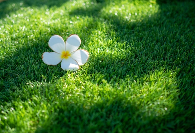 White flowers and green artificial grass are used for the background or texture