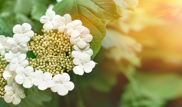 White flowers on green background. Copy space, selective focus.