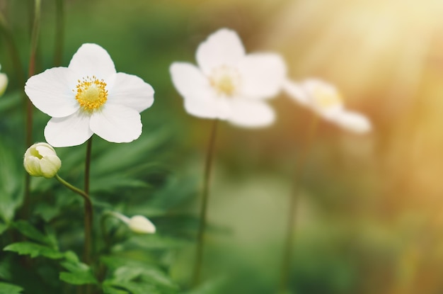 White flowers on green background. Copy space, selective focus.