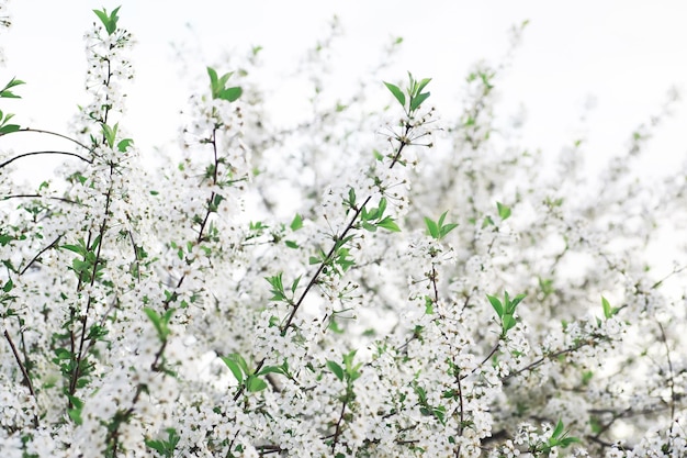 White flowers on a green bush The white rose is blooming Spring cherry apple blossom